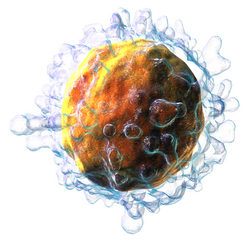 Imagen ilustrativa de Homing intestinal específico