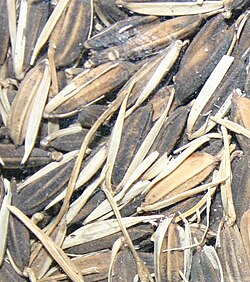 Arroz en su cáscara