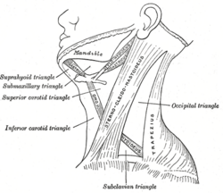 Esquema de los triángulos cervicales definidos por el esternocleidomastoideo