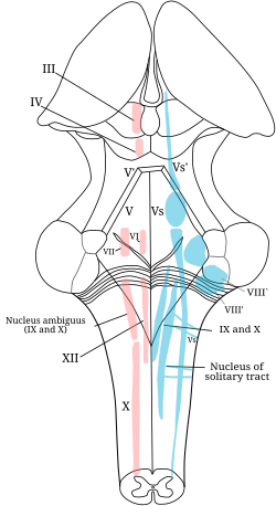 Imagen ilustrativa de Núcleo del Nervio Abducens: Anatomía y Función