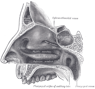 Imagen ilustrativa de Receso Faríngeo: Anatomía y Relevancia Clínica