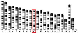 Ubicación del gen MIP en el cromosoma 10 del ratón