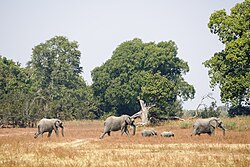 Imagen ilustrativa de Vida Silvestre de Zambia: Flora, Fauna y Reservas