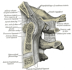Imagen ilustrativa de Vértebra Atlas: Anatomía y Funciones de la Primera Vértebra Cervical