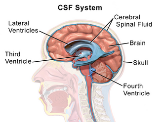 Anatomía del sistema ventricular