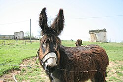 Imagen ilustrativa de Burro de Miranda: El Asno Indígena de Portugal