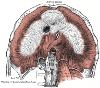 Imagen ilustrativa de Triángulo Lumbocostal
