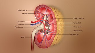 Ilustración médica en 3D de las capas del riñón