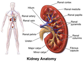 Imagen ilustrativa de Cápsula Renal: Estructura y Función Protectora del Riñón