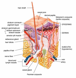 Patrones de pérdida de cabello