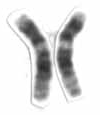 Imagen ilustrativa de Cromosoma 12 Humano