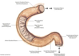 Imagen ilustrativa de Músculo suspensorio del duodeno: Anatomía y Función