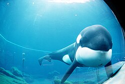 Imagen ilustrativa de Keiko: La Historia de la Orca de Free Willy