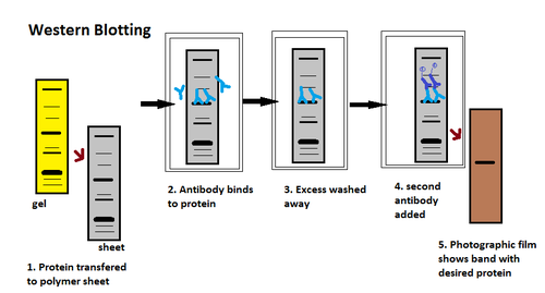 Imagen ilustrativa de Western Blot: Técnica de Detección de Proteínas Específicas
