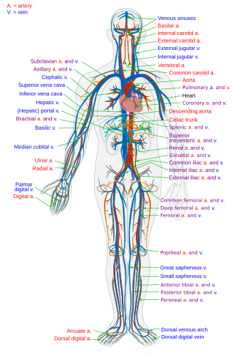 Imagen ilustrativa de El Sistema Circulatorio: Funciones, Estructura y Componentes