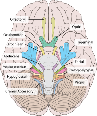 Imagen ilustrativa de Nervio Hipogloso: Funciones, Anatomía y Recorrido
