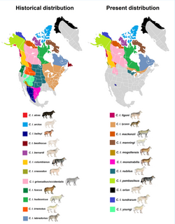 Imagen ilustrativa de Lobo de la Tundra de Alaska: Características y Hábitat
