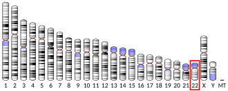 Imagen ilustrativa de Receptor P2X6: Función y Genética
