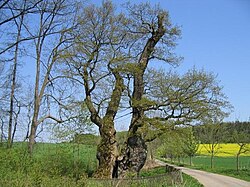 Imagen ilustrativa de Parque Natural del Bosque de Teutoburgo y Colinas de Egge