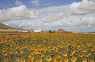 Imagen ilustrativa de El Campo Agrícola: Definición, Tipos y Gestión