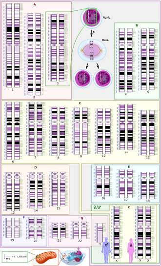 Imagen ilustrativa de Sistema Internacional de Nomenclatura Citogenómica Humana