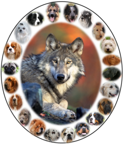 Imagen ilustrativa de Razas de Perros: Historia, Origen y Diversidad