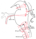 Núcleos de origen de los nervios craneales